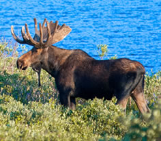 Moose Photo