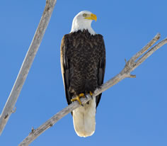 Bald Eagle Photo