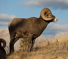 Bighorn Sheep Photo