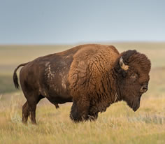 Bison Photo