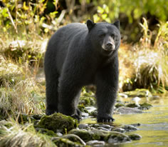 Black Bear Photo