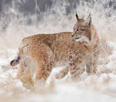 Bobcat Photo