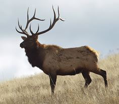 Elk Photo