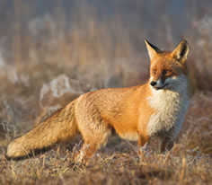 Fox Photo