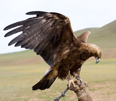 Golden Eagle Photo