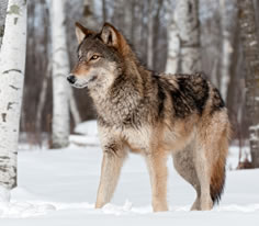 Gray Wolf Photo