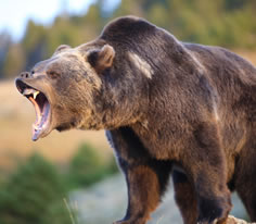 Grizzly Bear Photo