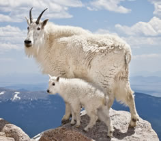 Mountain Goat Photo