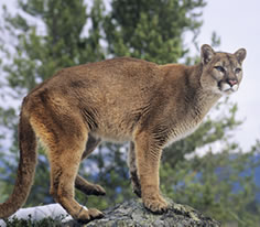 Mountain Lion Photo