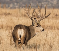 Mule Deer Photo
