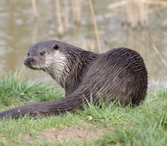 Otter Photo