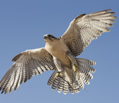 Peregrine Falcon Photo