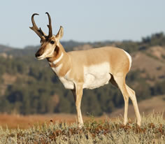 Pronghorn Photo