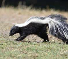 Skunk Photo