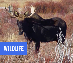 Wildlife in Hope County, Montana