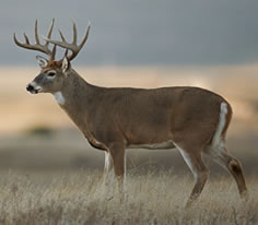 White Tailed Deer Photo